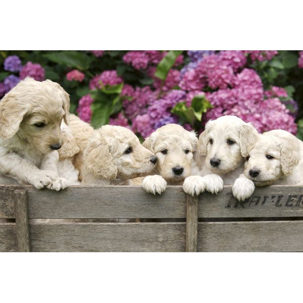 Kuvatapetti Dimex Labrador Puppies, 375x250cm