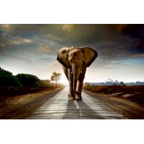 Kuvatapetti Dimex Walking Elephant, 375x250cm, harmaa