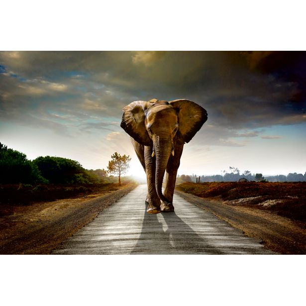 Kuvatapetti Dimex Walking Elephant, 375x250cm