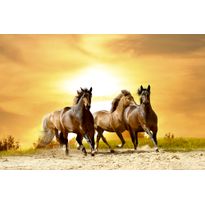 Kuvatapetti Dimex Horses In Sunset, 375x250cm, keltainen