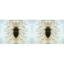 Valokuvatapetti Quattro Dandelion 8-osainen 372x280cm