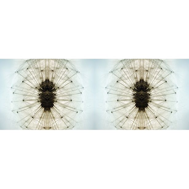 Valokuvatapetti Quattro Dandelion 8-osainen 372x280cm