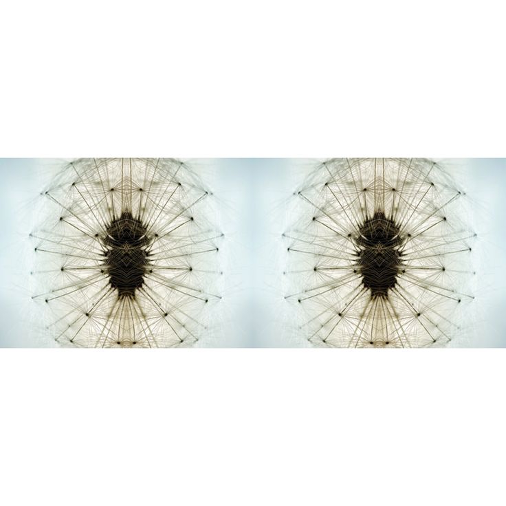 Valokuvatapetti Quattro Dandelion 8-osainen 372x280cm