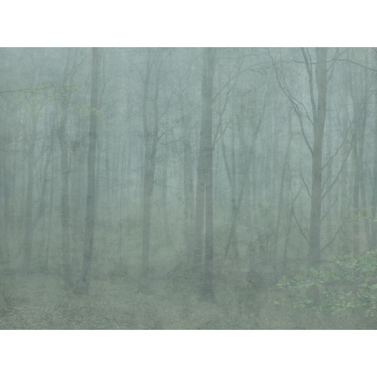 Metsätapetti Sandberg Skog, non-woven, mittatilaus, vihreä