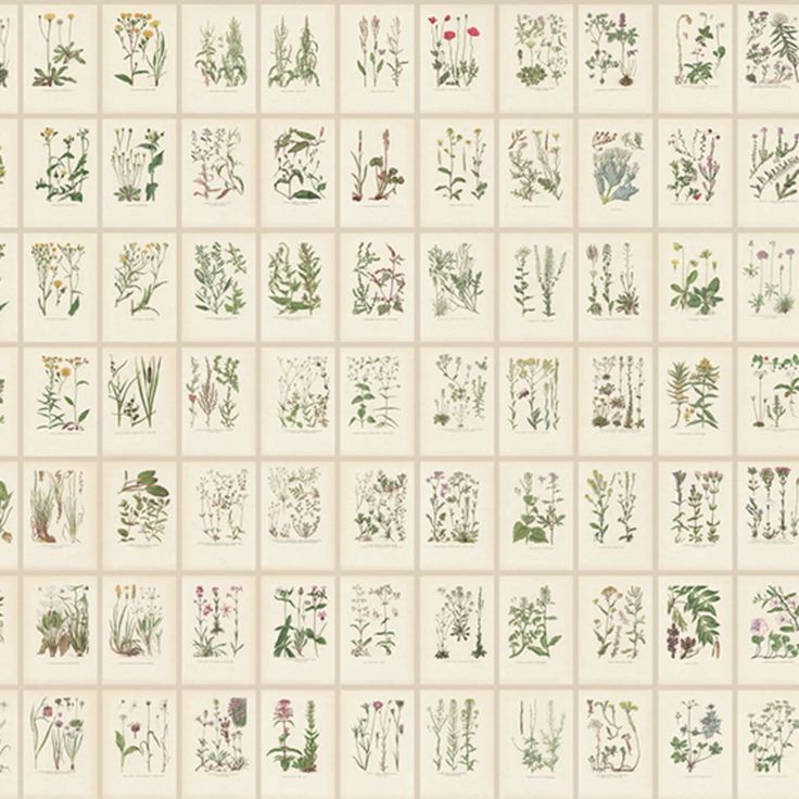 Mittatilaustapetti Botanica, Oat (S10508)