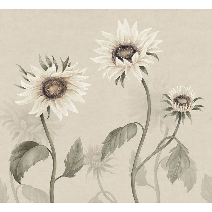 Kuvatapetti Sandberg Sunflowers valkoinen, mittatilaus, non-woven