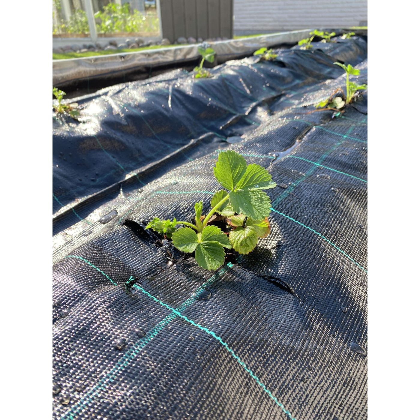 Katekangas Viheraarni, musta, 4x100m (400m²)