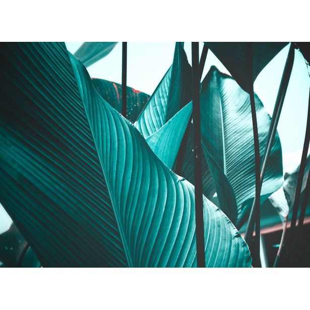 Kuvatapetti A.S. Creation Designwalls Leaf Stalks, 350x255cm