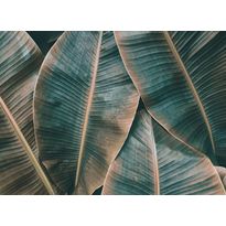 Kuvatapetti A.S. Creation Designwalls Banana Leaves, 350x255cm
