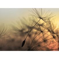 Kuvatapetti A.S. Creation Designwalls Flying Dandelion, 350x255cm