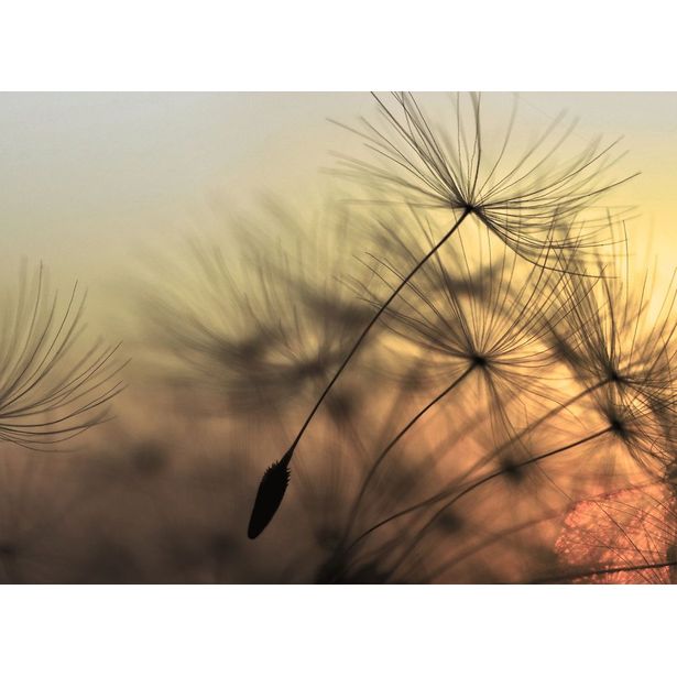 Kuvatapetti A.S. Creation Designwalls Flying Dandelion, 350x255cm