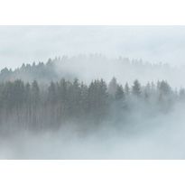 Kuvatapetti A.S. Creation Designwalls Misty Forest, 350x255cm, harmaa