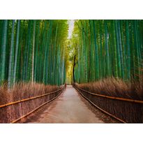 Kuvatapetti A.S. Creation Designwalls Bamboo Walk, 350x255cm, vihreä