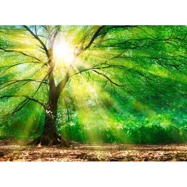 Kuvatapetti A.S. Creation Designwalls ForestLight, 350x255cm, vihreä