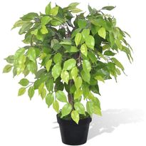 Tekokasvi bonsaifiikus ruukussa 60 cm