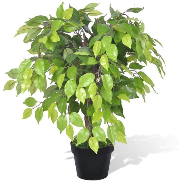 Tekokasvi bonsaifiikus ruukussa 60 cm_1