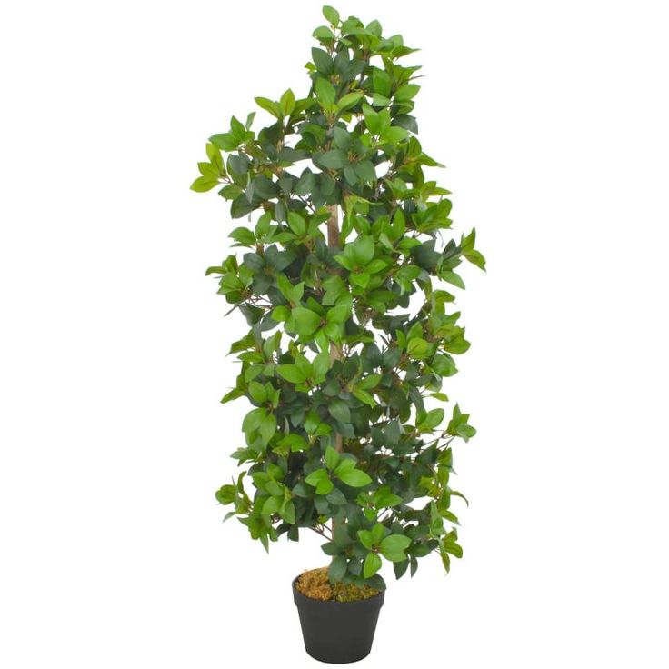 Tekokasvi laakeripuu ruukulla vihreä 120 cm_1