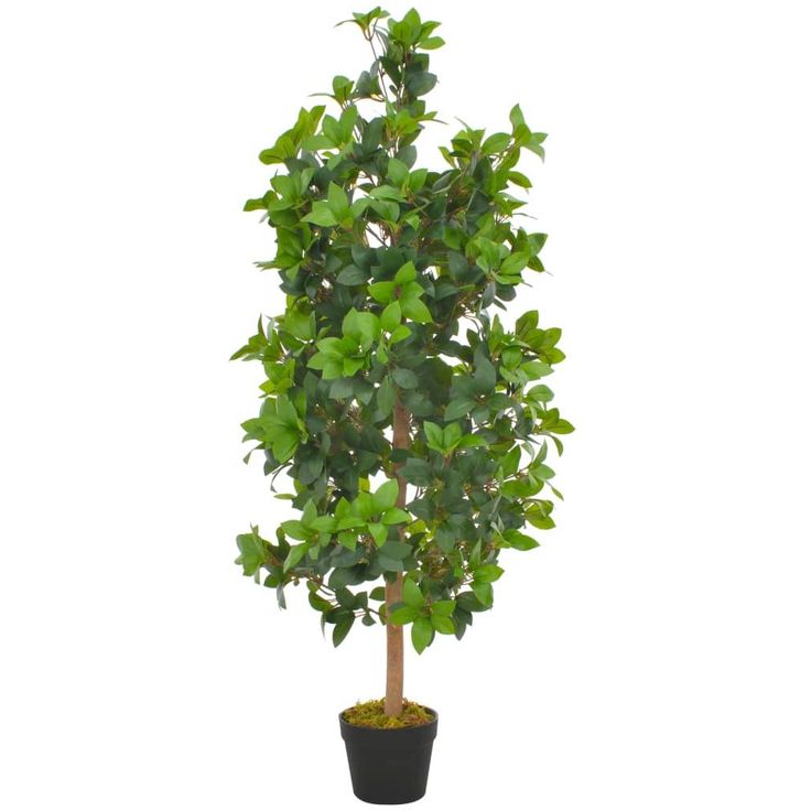 Tekokasvi laakeripuu ruukulla vihreä 120cm_1