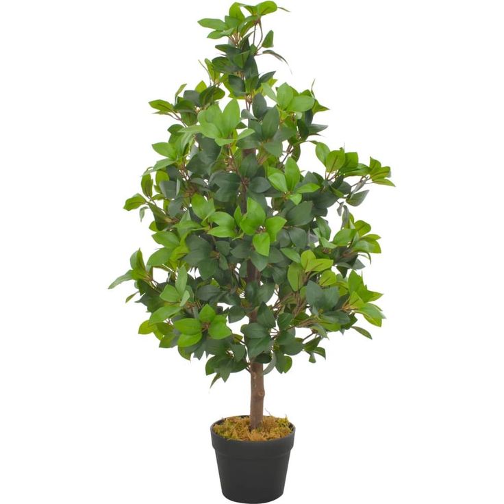 Tekokasvi laakeripuu ruukulla vihreä 90 cm_1
