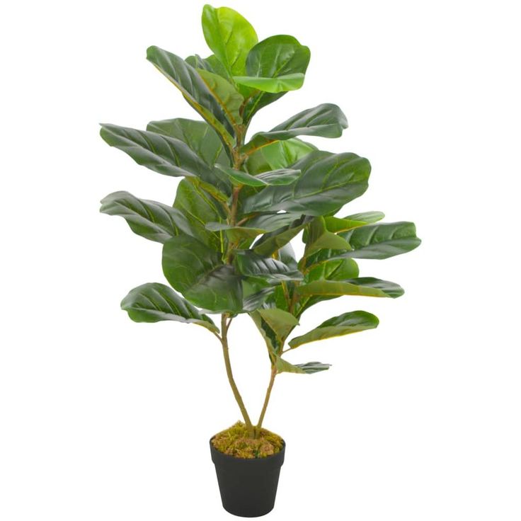 Tekokasvi lyyraviikuna ruukulla vihreä 90 cm_1