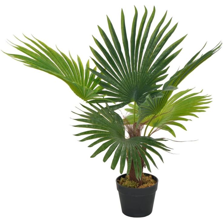 Tekokasvi palmu ruukulla vihreä 70 cm_1