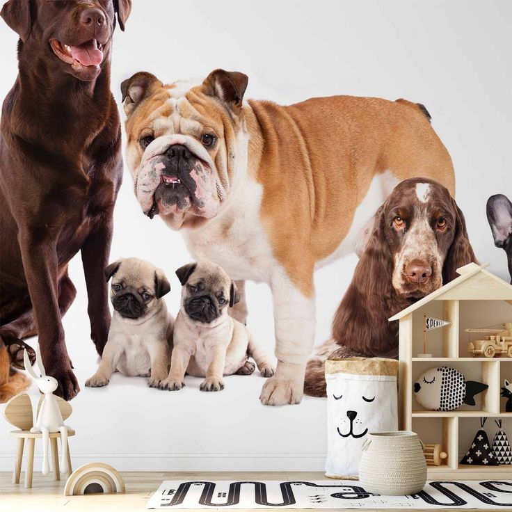CONFIGURABLE PÄÄTUOTE - Valokuvatapetti - Animal portrait - dogs with a brown labrador in the centre on a white background 12350