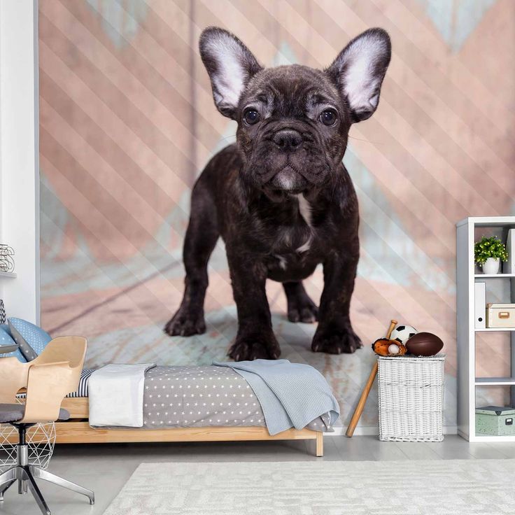 CONFIGURABLE PÄÄTUOTE - Valokuvatapetti - French Bulldog 11650