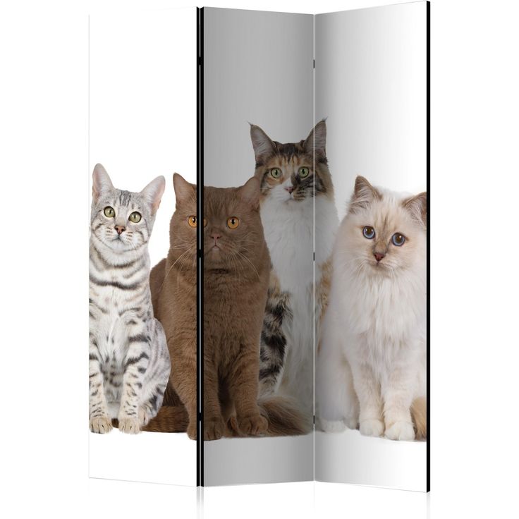 CONFIGURABLE PÄÄTUOTE - Sermi - Sweet Cats 36779