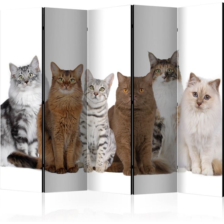 CONFIGURABLE PÄÄTUOTE - Sermi - Sweet Cats II 71527