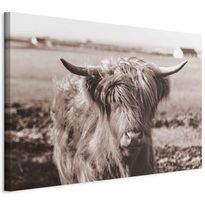 Taulu Artgeist A Scottish Cow in Sepia, eri vaihtoehtoja
