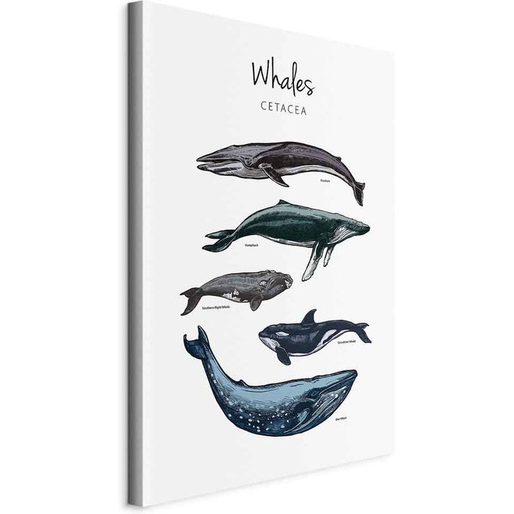 CONFIGURABLE PÄÄTUOTE - Taulu - Whales (1 Part) Vertical 10915