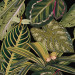Paneelitapetti Amazonia - MTG-WP20159