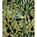 Paneelitapetti Opuntia Anthracite - MTG-WP20165