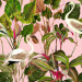 Paneelitapetti Mindthegap Beverly hills, 1.56x3m, vaaleanpunainen (MTG-WP20359)