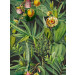 Paneelitapetti Mindthegap Luscious flora, 1.56x3m (MTG-WP20518)