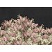 Mallipala Rebel Walls Syringa Flowers musta (REBR20920)