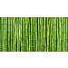 Mallipala Rebel Walls Bamboo (REBR11821)