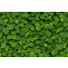 Mallipala Rebel Walls Clover (REBR15841)