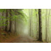Mallipala Rebel Walls Forest Path (REBR12471)