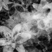 Mallipala Rebel Walls Garden of Dreams Black & White (REBR12062)