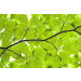 Mallipala Rebel Walls Leaves (REBR11181)