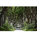 Mallipala Rebel Walls Magical Alley (REBR15251)