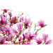 Mallipala Rebel Walls Magnolia (REBR10591)