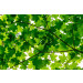 Mallipala Rebel Walls Maple Leaves (REBR10181)