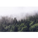 Mallipala Rebel Walls Misty Fir Forest (REBR16731)
