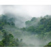 Mallipala Rebel Walls Misty Forest (REBR15062)