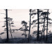 Mallipala Rebel Walls Old Pine Trees (REBR13021)