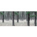 Mallipala Rebel Walls Pine Forest (REBR13711)