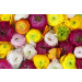 Mallipala Rebel Walls Ranunculus (REBR13011)