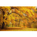 Mallipala Rebel Walls Yellow Leafy Trees (REBR10191)
